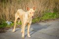 犬が野生動物や環境…の画像