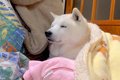 犬が眠気をこらえて…の画像