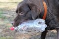 犬の『拾い食い』がN…の画像