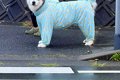 信号待ちで『反対側…の画像