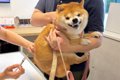 病院で注射を打たれ…の画像
