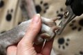 犬の止血剤 おすすめ…の画像