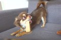 犬の『歯磨きガム』…の画像