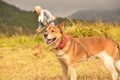 雑種犬の寿命が長い…の画像