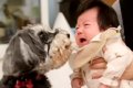2匹の犬が『赤ちゃん…の画像
