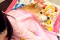 同居犬が亡くなり、…の画像