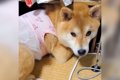 犬が『自分はまだ小…の画像