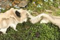 犬を『パノラマ撮影…の画像