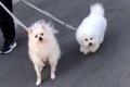 犬たちの『ママとパ…の画像