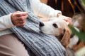犬が老犬になる前に…の画像