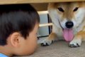 犬が怖くて、指先で…の画像