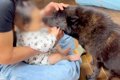 犬が赤ちゃんと触れ…の画像