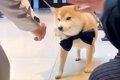 結婚式で犬に『リン…の画像