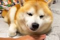 眠そうな犬のあごの…の画像