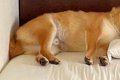 ベッドの隅っこで気…の画像