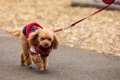 犬に『伸縮リード』…の画像