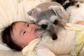 赤ちゃんの頃から犬…の画像