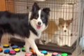世界一賢い犬種に『…の画像