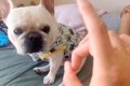 いたずらで『パパに…の画像