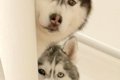 スーパーに行こうと…の画像