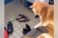 『布を引っ張れば、…の画像