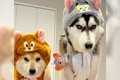 ハスキー犬が『吠え…の画像