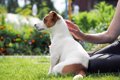 犬が飼い主に『お尻…の画像