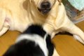 妹犬が優しい兄犬に…の画像