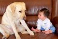 大型犬が赤ちゃんの…の画像