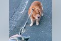 『お散歩をしたくな…の画像