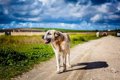 世界最高齢の犬はな…の画像