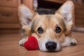 【あるある】犬の飼…の画像