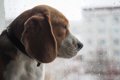 犬が『雨の日の散歩…の画像