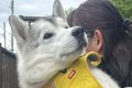 大型犬が甘えん坊に…の画像