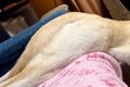 『絶対犬じゃないｗ…の画像