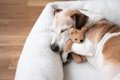 犬がよく『寝る場所…の画像