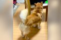 犬が控えめに『撫で…の画像