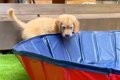 子犬を『初めてプー…の画像