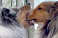 『犬が犬の顔を食べ…の画像