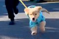 大型犬の子犬を飼い…の画像