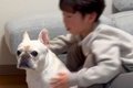 小さな男の子に『犬…の画像