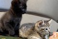 実家で『2匹の子猫』…の画像