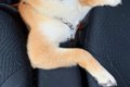後部座席から顔を出…の画像