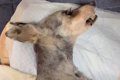 16歳の老犬が亡くな…の画像