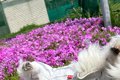 おじいちゃん犬を撮…の画像
