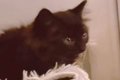 小さな子猫がお家に…の画像