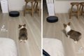 子犬 VS お掃除ロボ…の画像