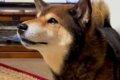 普段吠えない犬→スー…の画像
