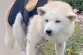 老犬のシャンプーを…の画像