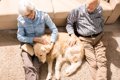 犬の『終活』まず何…の画像